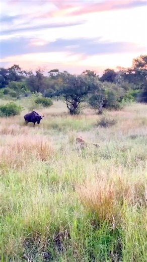 Wildebeest Grazing in a Scenic Savanna