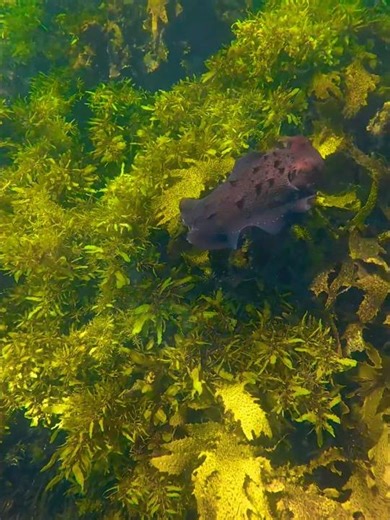 Cuttlefish gliding across the reef at Shelly Beach, Manly — a true master of camouflage. 🦑🌊