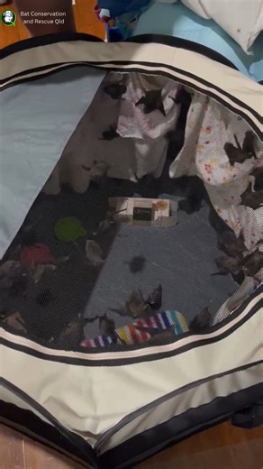 We had another mass microbat rescue earlier this week! The residents of this house saw a few microbats around their front door one day and the next there were many, many more! At first we thought they’d come from a tree that was being cut up after being blown over during Tropical Cyclone Alfred, however these microbats were Miniopterus australis - little bent-winged or little long-fingered bats, which are a cave dwelling, not tree dwelling species. We looked around and discovered a culvert acros