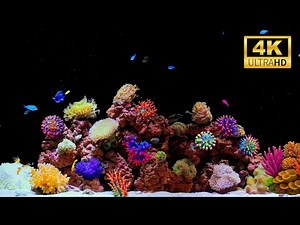 4K Ultra HD Aquarium | 12 Hours of Beautiful Fish Tank for Meditation, Sleep & Relaxation