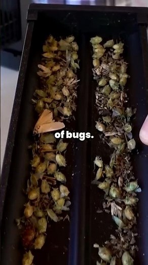 Which "As Seen On TV" Bug Zapper Is Superior?