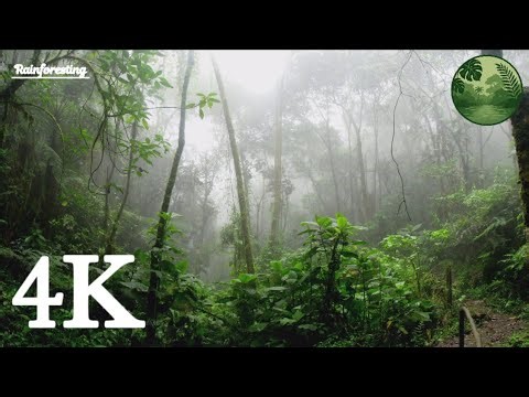 1 Hour of Relaxing Rainforest Rain 🌧️ | A Gentle Night Atmosphere for Sleep, Study, and Relaxation 😌
