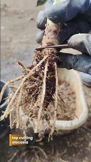 Top cutting propagation method |. Alocasia Bambino #homegardening