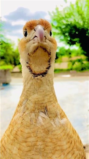 Shera: Part355😭💔🦅 #shortsviral #animals #parwazikaboter #titarawaz #nature #kalateetarsindhi