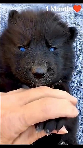 Wolf Transformation baby to adult #shortsfeed #shorts #wolf