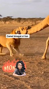 Camel vs lion #hilightseveryonefollowers #goodafternoon | Trifena Medellada Colanggo