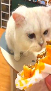 Kitten, you can eat cheeseburger #cat is so greedy #kitten, you can eat cheeseburger # | Kaleb Enriquez