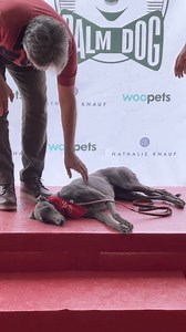 电影《狗阵》中黑狗的扮演者“小辛”，获得第77届#戛纳电影节# 狗狗金棕榈奖的评委会大奖Grand Jury Award🥳🥳🥳爸爸 #彭于晏 与有荣焉✌️✌️ #EddiePeng | Eddie Peng 彭于晏 Singapore Fanclub