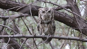 Amazing photographs of owls hiding in plain sight through camouflage