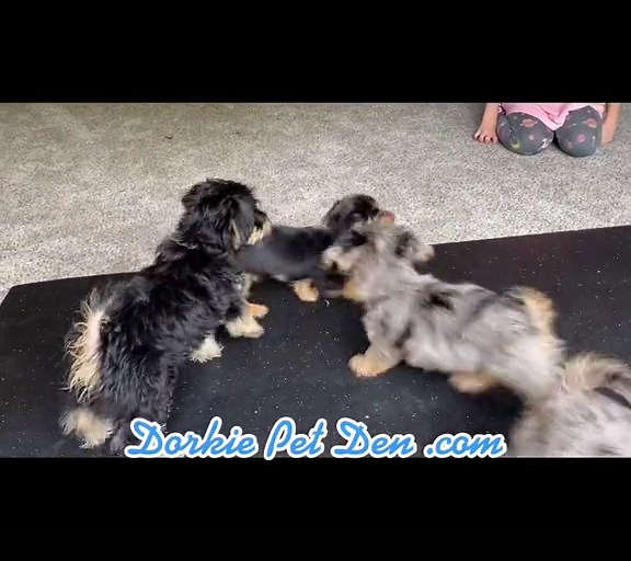 #dorkiepetden #dorkie #puppy #adorable #puppies #cute #dog #adoptme #playful #puppypile
