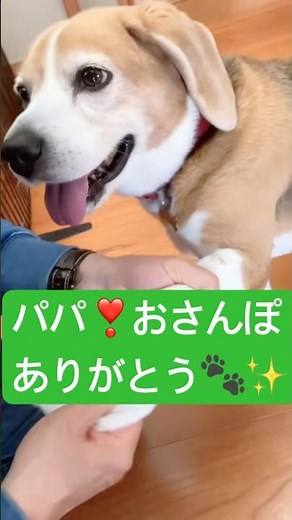 お散歩のあと、からだをしっかりと拭いてもらうビーグル犬さくらちゃん🌸 #可愛い #いぬのいる生活 #癒し #犬散歩 #beagle #ビーグル犬さくら