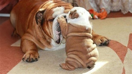 Cute bulldog puppies caught being absolutely hilarious