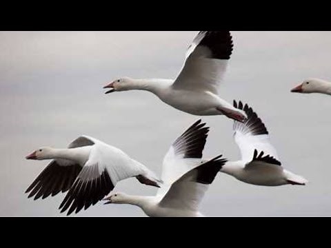 SNOW GOOSE SOUNDS || THE MOST POWERFULL SOUNDs