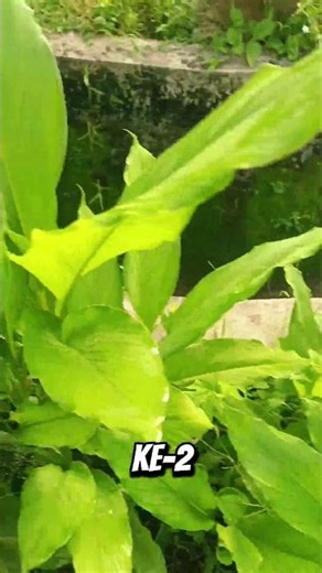 🌿 4 Tanaman Herba Yang Wajib Ada Dekat Rumah #bajasayur #gardening #kebunrumah #tanamsayur #garden