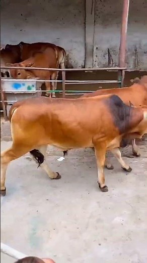 Amazing Improved Beef Cattle Farming | Wuyuan Crossbred Calves Growing Fast #cow