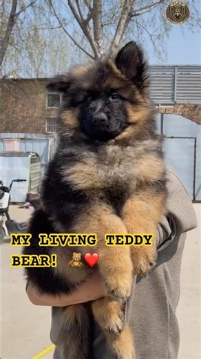 This Big Fluffy Long Coat German Shepherd Will Melt Your Heart! 🥺❤️ #shorts