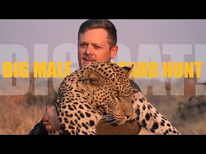 Hunting Leopard in Namibia