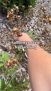 My review on safflower. I’d give it a 5.5 out of 10. It was a very fast flower. Some may not like that speed. Slightly prickly when harvesting petals or seeds. I could see this flower being beautiful if planted in mass. As singles planted here and there, it was so so. Very easy to harvest the petals. Collecting seeds is also easy with each head containing multiple seeds. After bloom, the plant quickly shifts to seed production and drying. Basically it starts dying. Some may not like that look. O