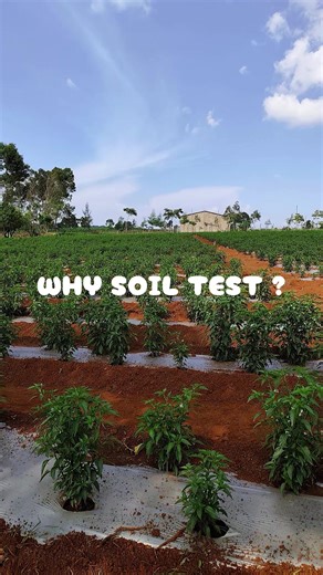 Many farmers invest in good seeds, irrigation, and fertilizers, but overlook one critical step — soil testing. Over the years in farming, I’ve learned that the soil determines everything. If the soil is not balanced, even the best seeds and fertilizers will not give the results you expect. A soil test helps you understand the pH, nutrient levels, and what your soil actually needs. This allows you to apply the right inputs, avoid unnecessary costs, and achieve better crop performance. In simple t