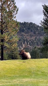 Just a bull and his magpie relaxing on the golf course! #wildanimals #wildlifephotography #photography #wildlife #nature #reels #foryoupageシ #elk #bullelk | Good Bull Guided