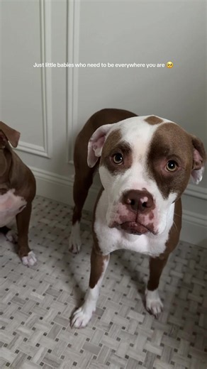Clingy Pitbull Puppies: Why They Need to Be Everywhere You Are