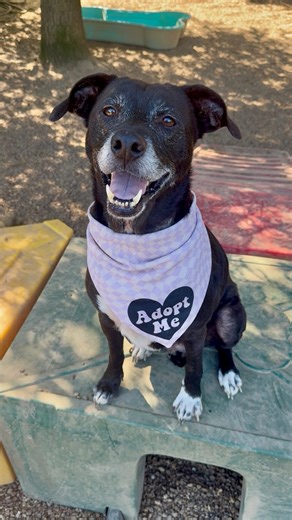 Heads or tails… call it either way and you’ll still end up with Magic! 🎩✨ At 8 years young, this sweet senior is as chill as they come — no tricks here, just pure love. Magic is calm, loving, and perfectly content just hanging out by your side (she’d make a spellbinding office companion)! Magic’s clearly had a rough past — you can see it in the fur loss on her cutie-booty and dental needs — but with a little TLC, she’s sure to keep shining! 💛🐾 Kennel life isn’t her thing (who can blame her?),