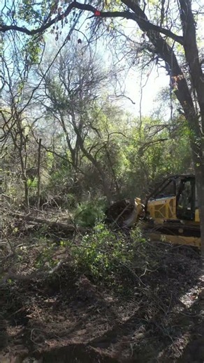 CAT D3 Dozer Clearing Heavy Timber | The Little D3 That Could