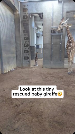 A baby giraffe, called a calf, is surprisingly tall at birth, standing about 6 feet ( 1.8 meters) high. This height helps them reach their mother’s milk and gives them a better chance of spotting predators early. Despite their size, newborn giraffes are quite vulnerable and rely on their mother for protection in their first months of life. Credit unknown Please DM us for credit #animals #cuteanimals #animallovers #giraffe #giraffelover #tallgiraffe #babygiraffe #cutebabygiraffe #babygiraffelove