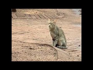 Rare Wildlife Sighting- African Wild Cat Hunting