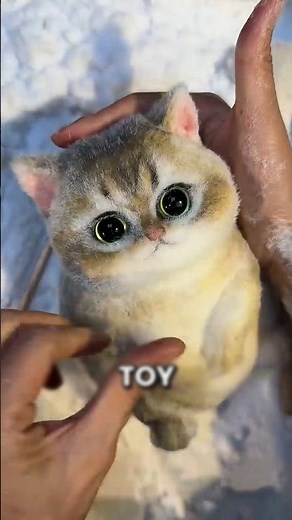 This Sticky Cat Toy Is So Extreme Workers Need Gloves! 😱🐱
