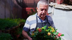 How to Revive Dying Azaleas