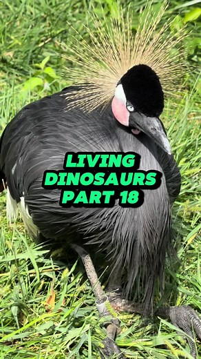 Exploring the Black-Crowned Crane's Unique Behavior
