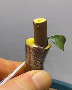 How to grow a tree from a single branch! | Simple ideas