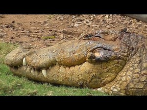 Biggest Crocodile In The World Ever Recorded