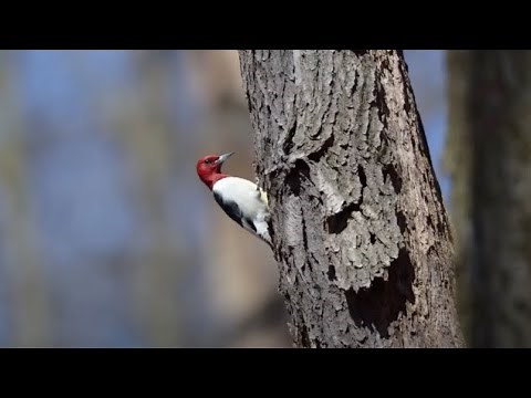 Red-headed Woodpeckers