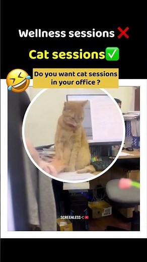 Wellness Sessions ❌ Cat Sessions ✅ | Office Life Meme 😂 | funny meme videos #shorts