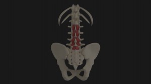 EMG Mapping and Multifidus Dysfunction