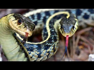 Garter Snakes: The Truth about the Snake in Your Backyard