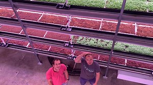 Aussies claim slice of $6b vertical farming sector