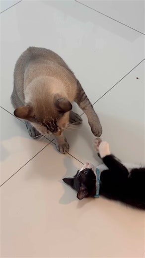 Big cat is being patient with kitten 🥰 #cute #cat #catwalktour #catworld #catnews #catheaven #adopt