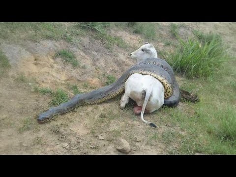 Anaconda vs. Against All Odds — Attacks, Battles, and the Truth About the Amazonian Predator #nature