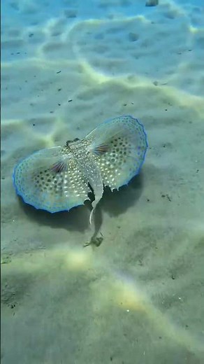 Meet the Flying Gurnard 🐟 | Amazing Underwater Wonder!”