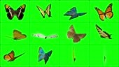 12 options of 3D animated butterflies that are landed, from various...