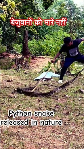 Big size Indian Rock python snake releasing in Forest|#python #snakevideo #indianrockpython