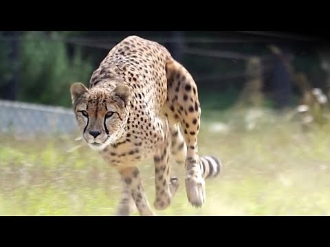 時速120キロの迫力、間近に 「チーターラン」に歓声