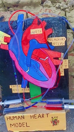 my science project human heart