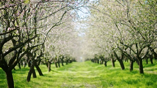 Unfocused field of blooming almond trees and green grass | Premium Stock Video Footage