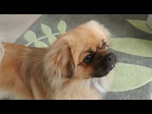 Finlay the Tibetan Spaniel and the balloon
