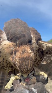 Peregrine Falcon #birdhunting #birdwatching #birdphotography #birding #bowhunting #duckhunting #fishing #gamebird #gamebirdhunting #hunt #hunting #outfitters #outdoors #wildlife | Bird Hunting