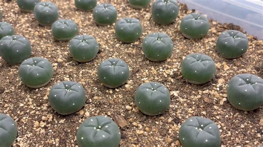 In this video I show you how to properly water a peyote cactus and give tips on choosing the right pot and fertilizing for healthy growth. | Sacred Buttons